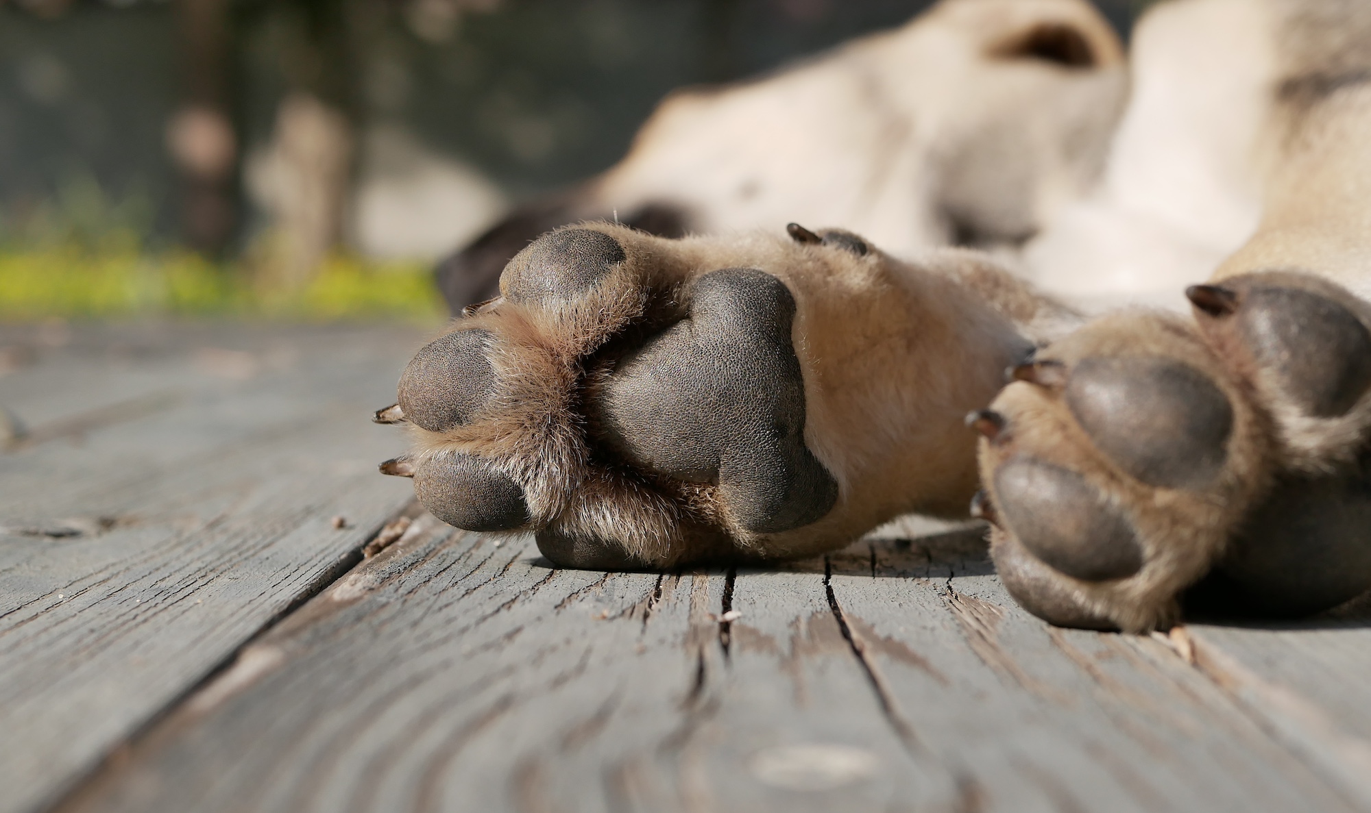 Ask Digest: How Often Should I Clip My Dog’s Nails?