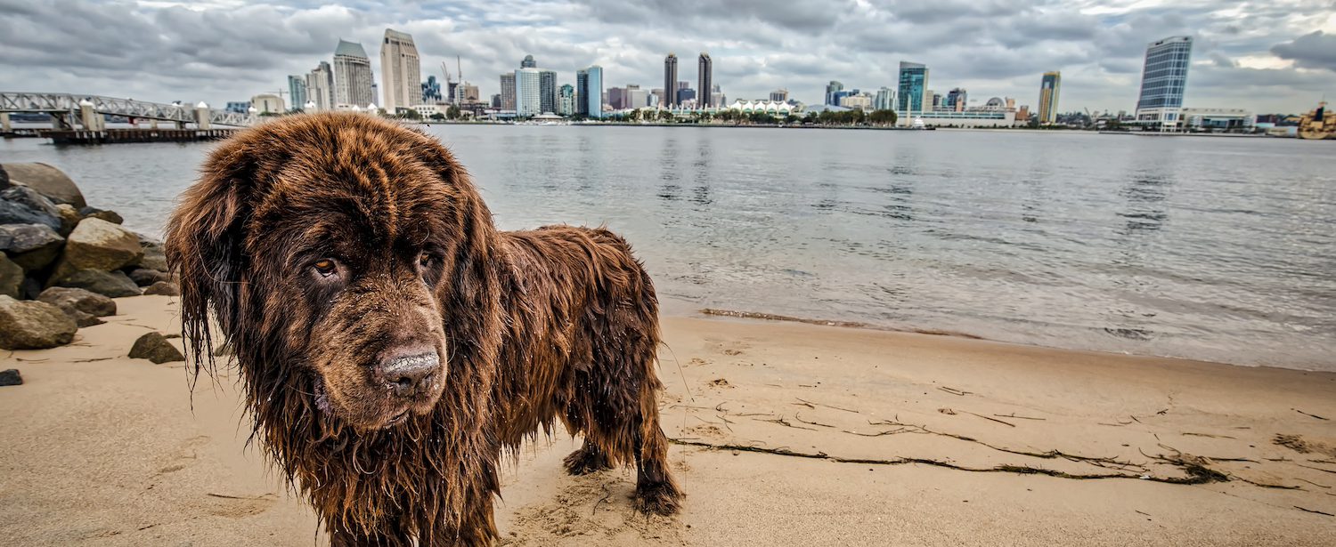 The Farmer’s Dog Is in San Diego This April