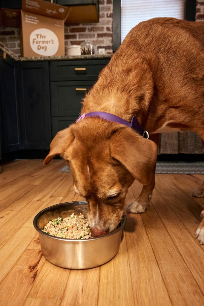 A senior dog eating The Farmer's Dog food from a bowl.
