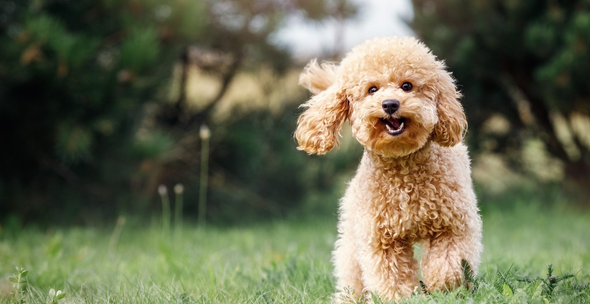 Do Dogs Have a Sense of Humor?