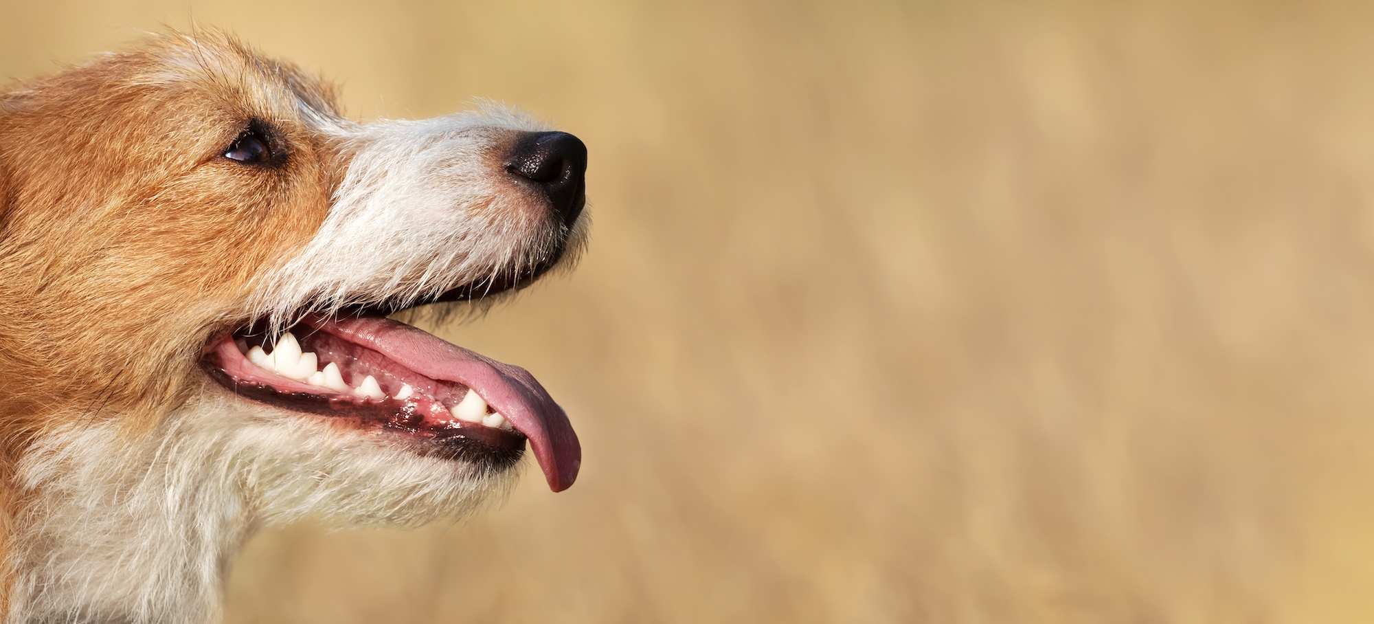 How to Keep Your Dog’s Teeth Healthy