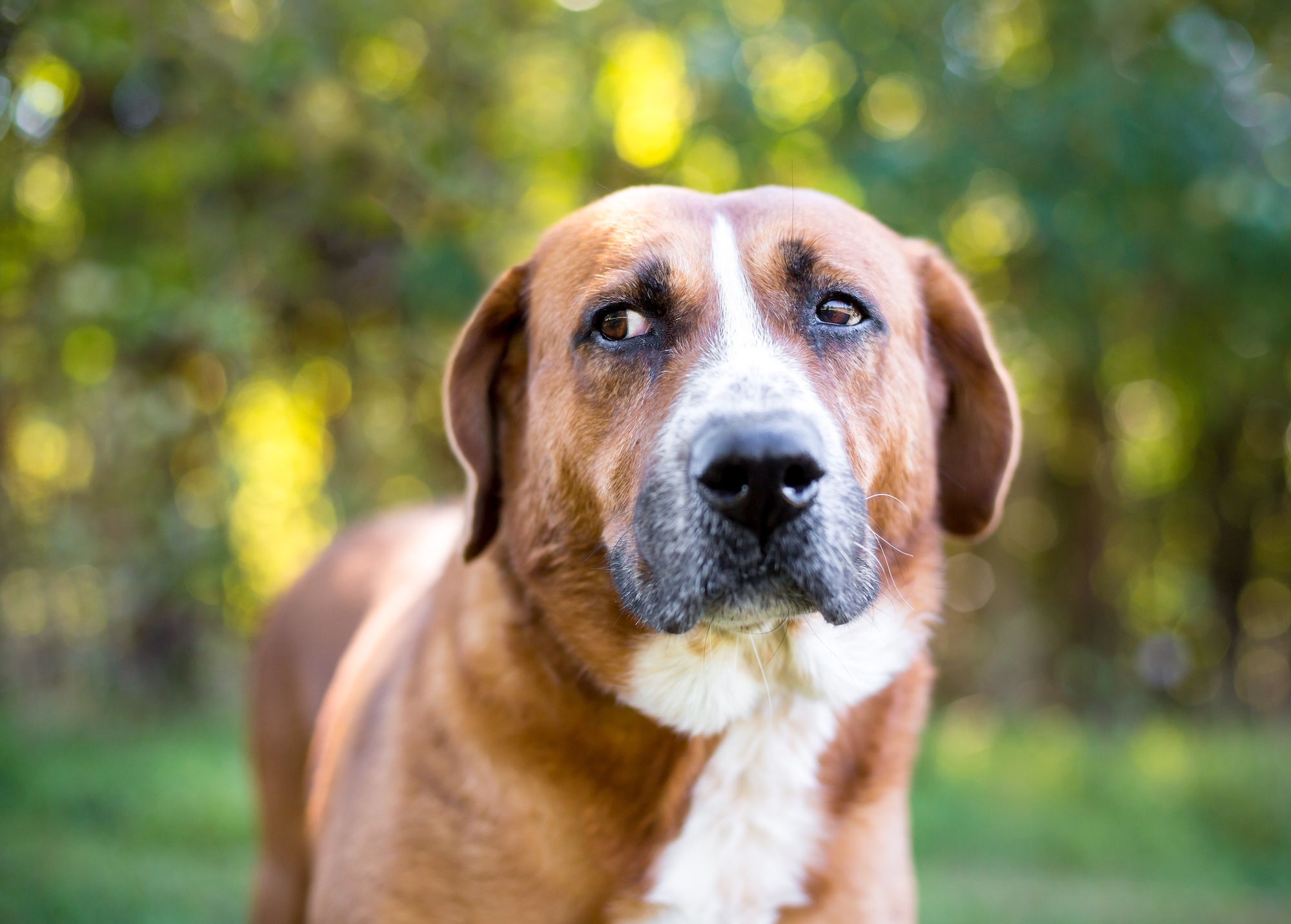 A brown and white hound mixed breed dog outdoors looking sideways with a nervous expression