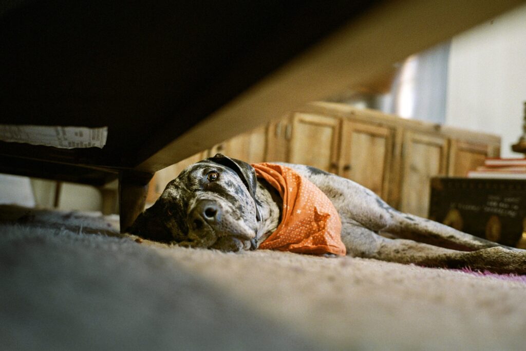 Large black and white dog lays on the floor and wears an orange bandana