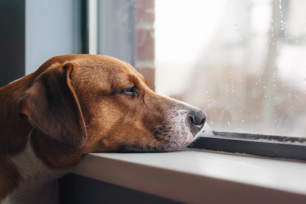 A bored-looking dog looks out a window; it's gloomy outdoors.