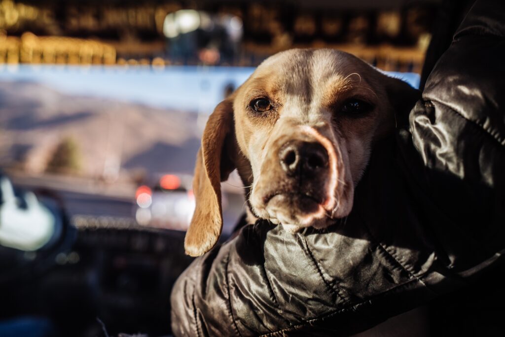 How to Protect Your Dog From Smoke and Fire