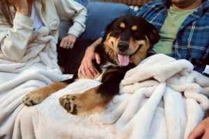 How Couples Can Divide Dog-Care Responsibilities