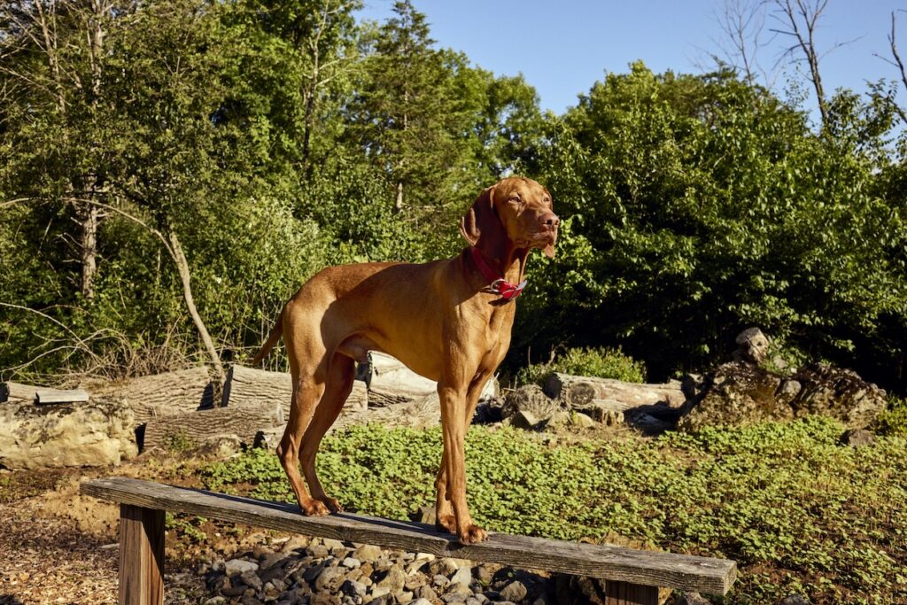 A vizsla standing outside on a bench in the sun.