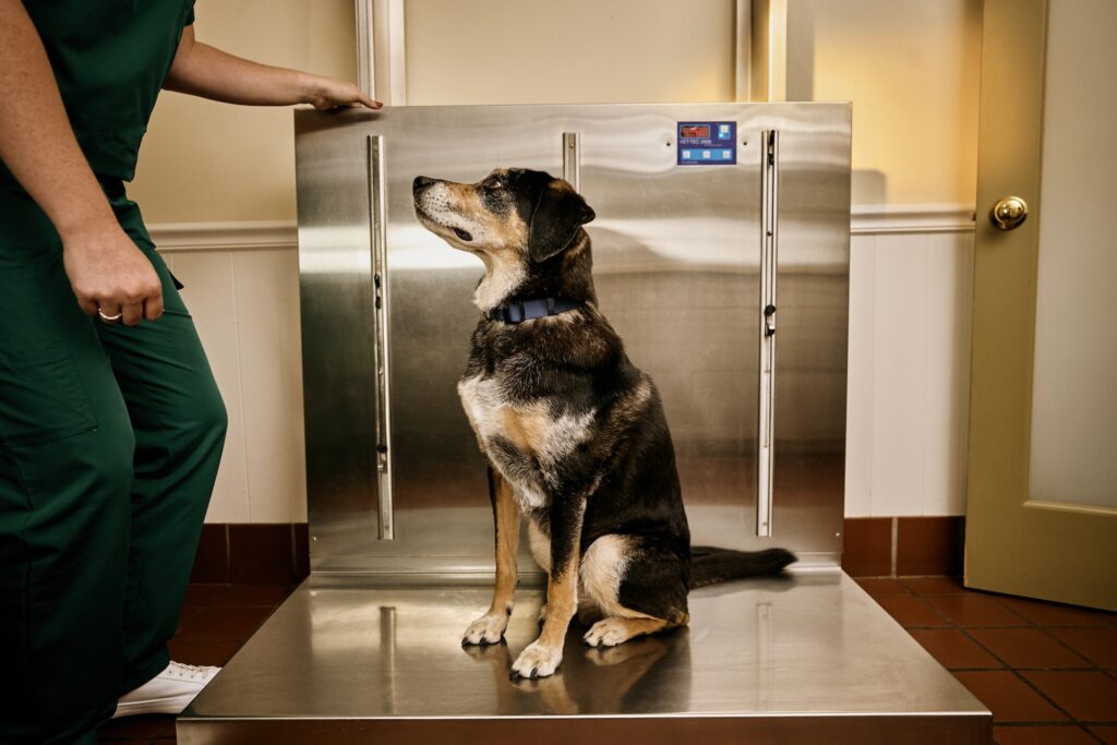 A dog sitting on a scale at a veterinarian's office.