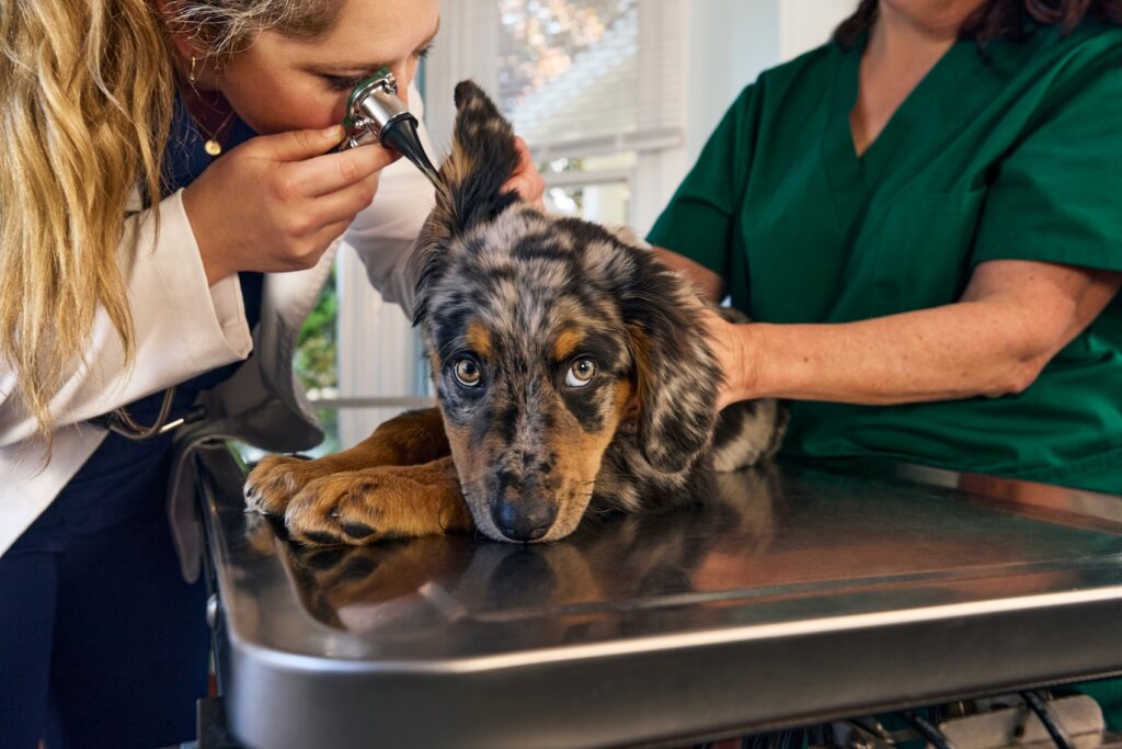 A veterinarian examining a dog.