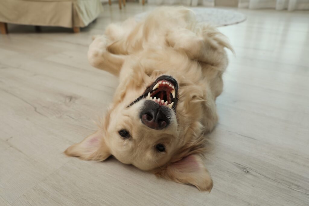 A dog rolling over on its back.