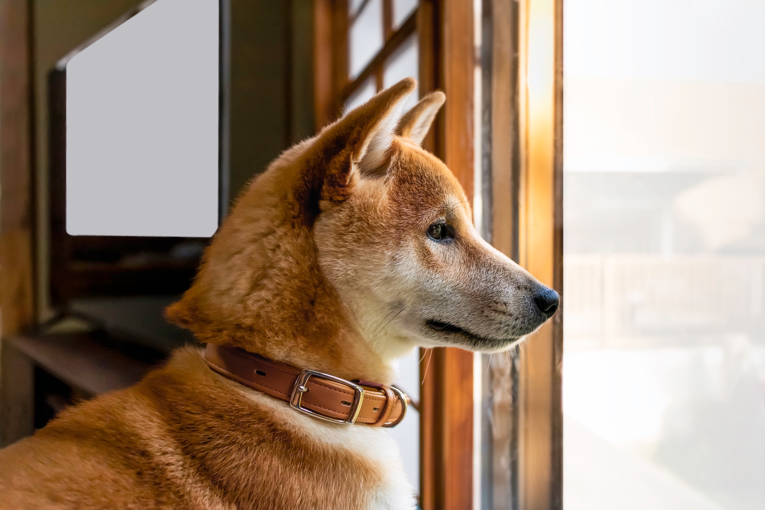 Myths and Facts About Dogs’ Weight