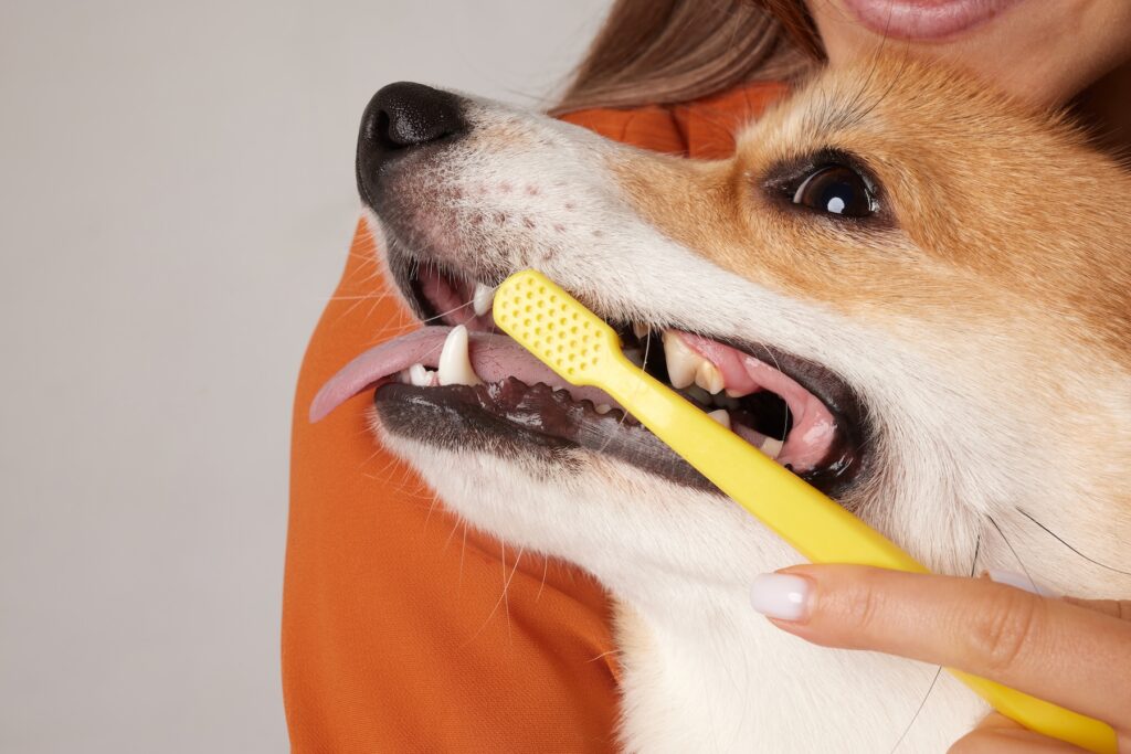 A human brushing a dog's teeth.