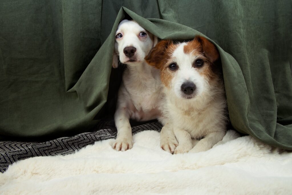 Two dogs hiding behind a curtain.