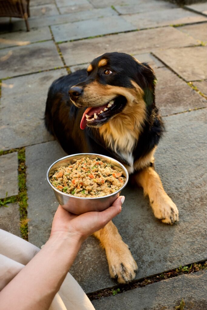 A happy dog looking at a bowl of The Farmer's Dog food.