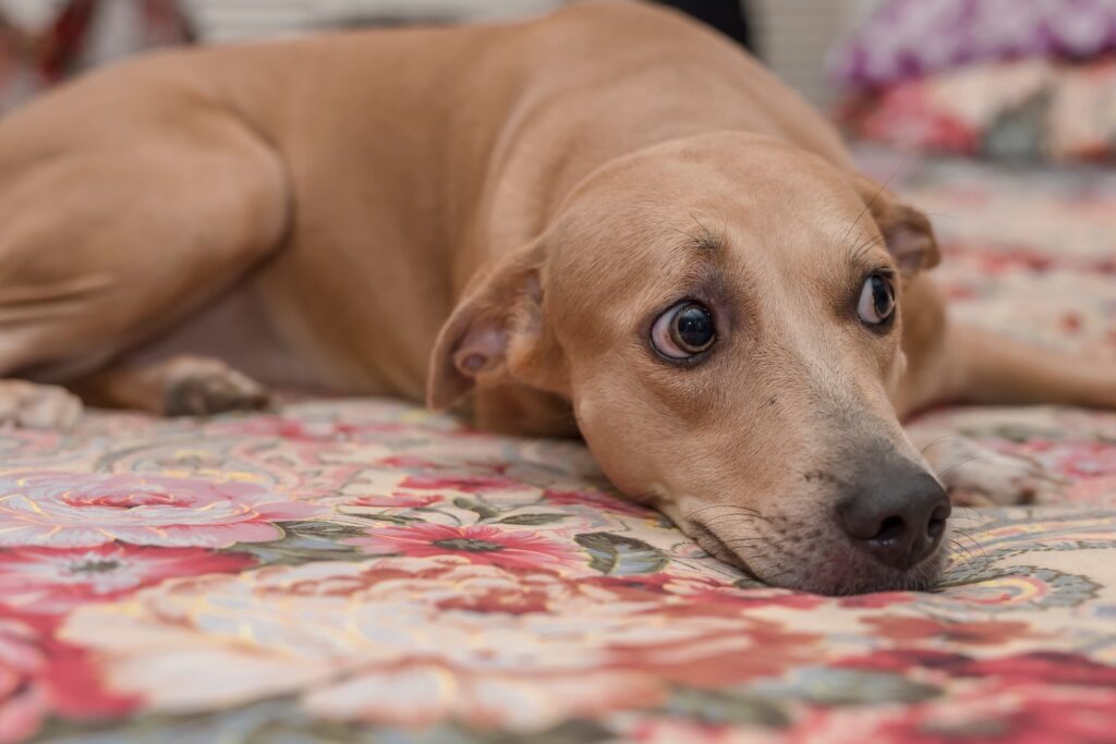 A worried-looking dog.