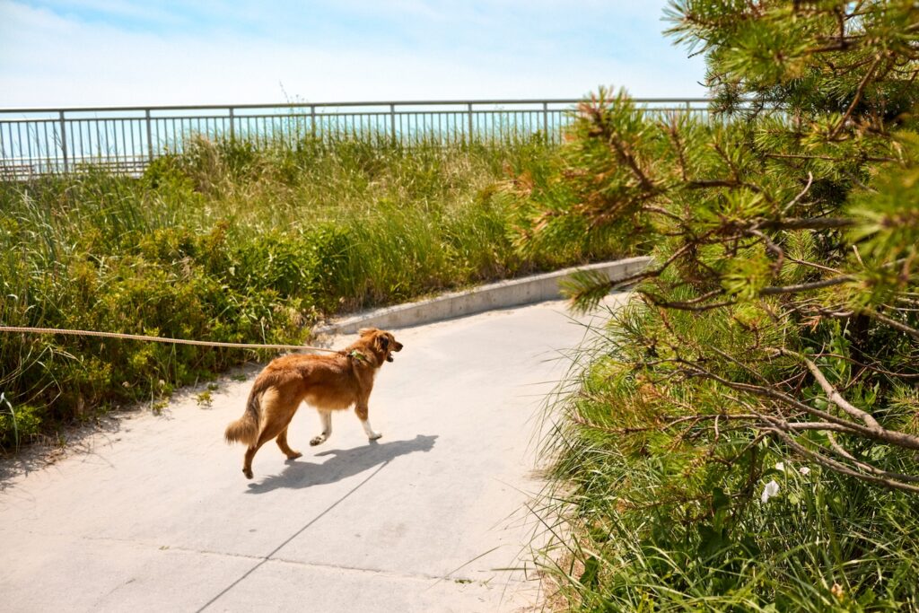 A happy dog walking on a sunny day.