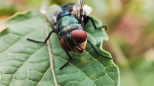 Should Dog Owners Be Worried About the Spread of This Flesh-Eating Parasite? 