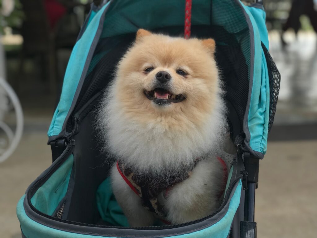 A happy Pomeranian in a stroller.