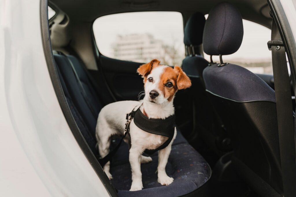 An uncertain-looking Jack Russell terrier standing on the back seat of a car.