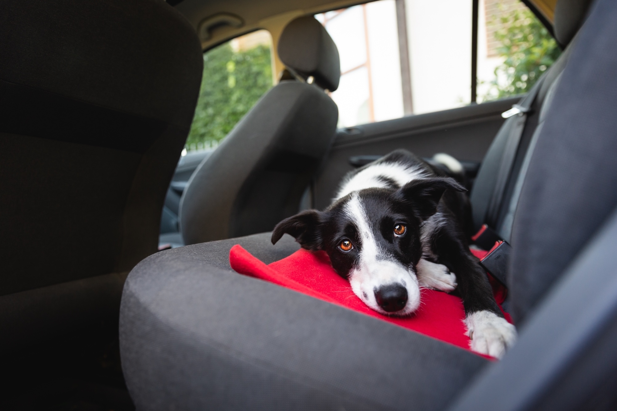 Why You Should Never Leave Your Dog Alone in a Car
