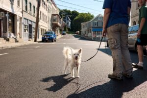 The Simplest Way to Tell if the Pavement Is Too Hot for Your Dog’s Paws