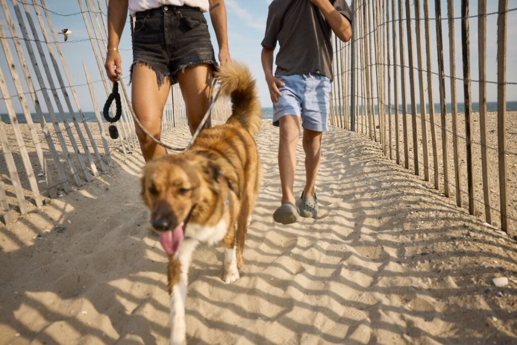 Happy dog walking on beach with two people.