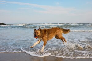The Ultimate Checklist for Your Dog’s Next Beach Day