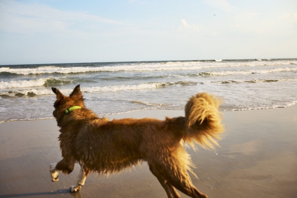 A dog on the beach running toward the water.
