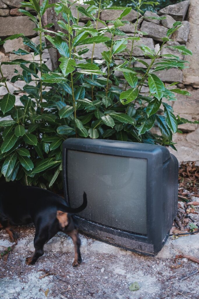 A dachshund ignoring an old, dirty TV set.