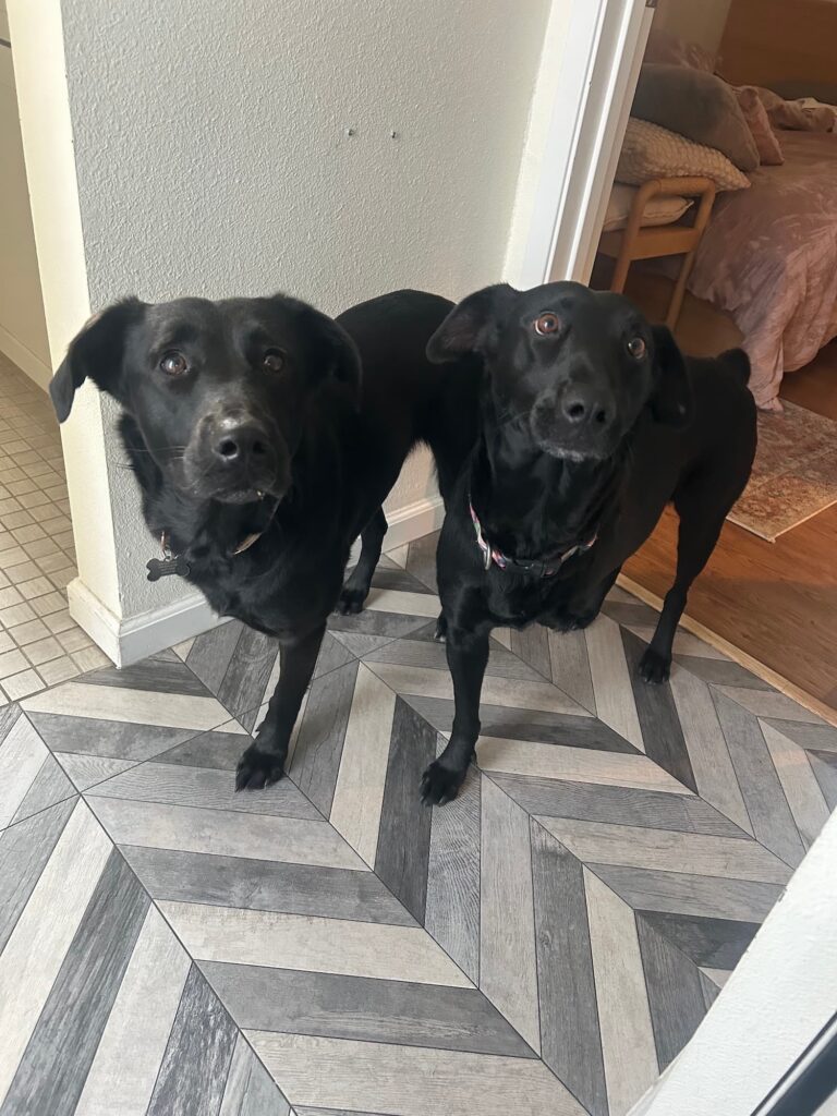 Juno and Roo standing next to each other.