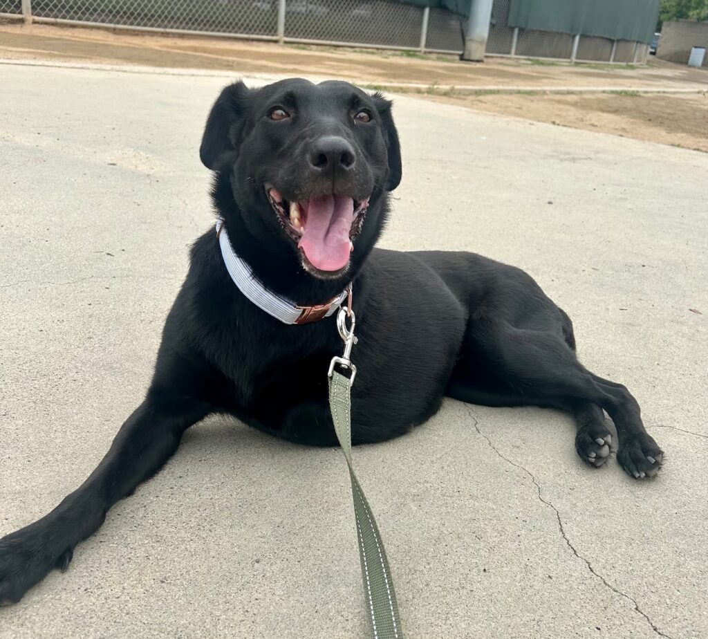 Last Year, This Dog Was Found Abandoned After Being Hit by a Car. Now, She’s Recovered and Loves Being Cradled Like a Baby.