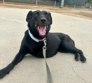 Last Year, This Dog Was Found Abandoned After Being Hit by a Car. Now, She’s Recovered and Loves Being Cradled Like a Baby.