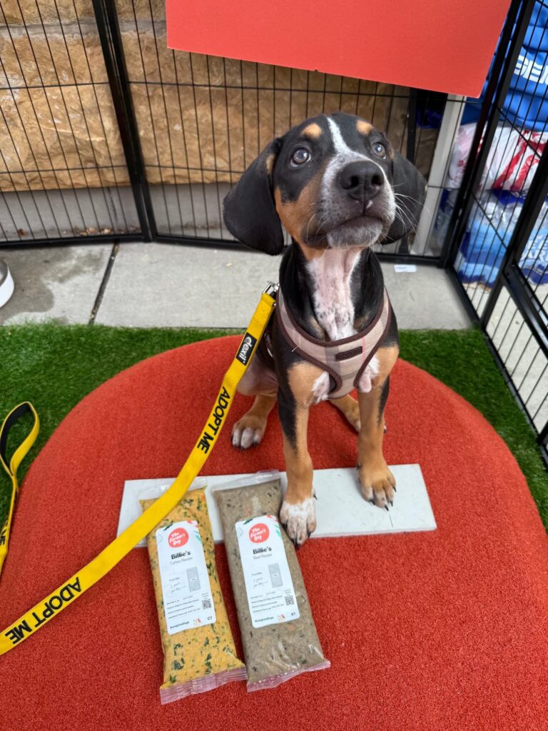 A puppy looking up at the camera, standing on a pitching rubber near two packs of The Farmer's Dog.