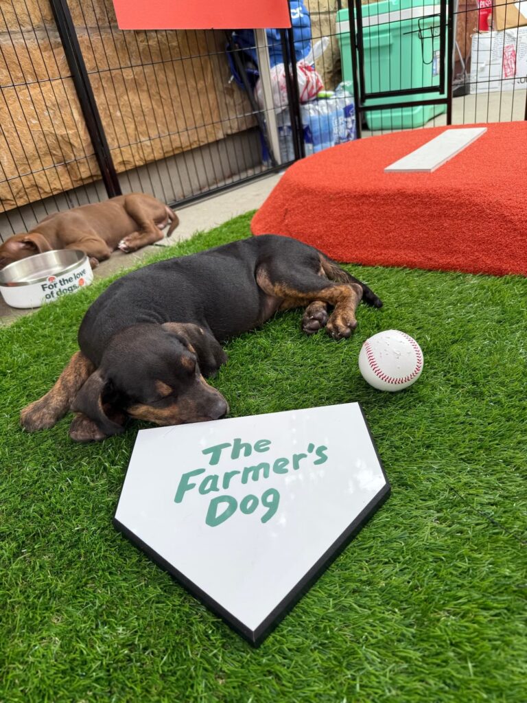 A puppy resting near a baseball and a home plate that says "The Farmer's Dog"