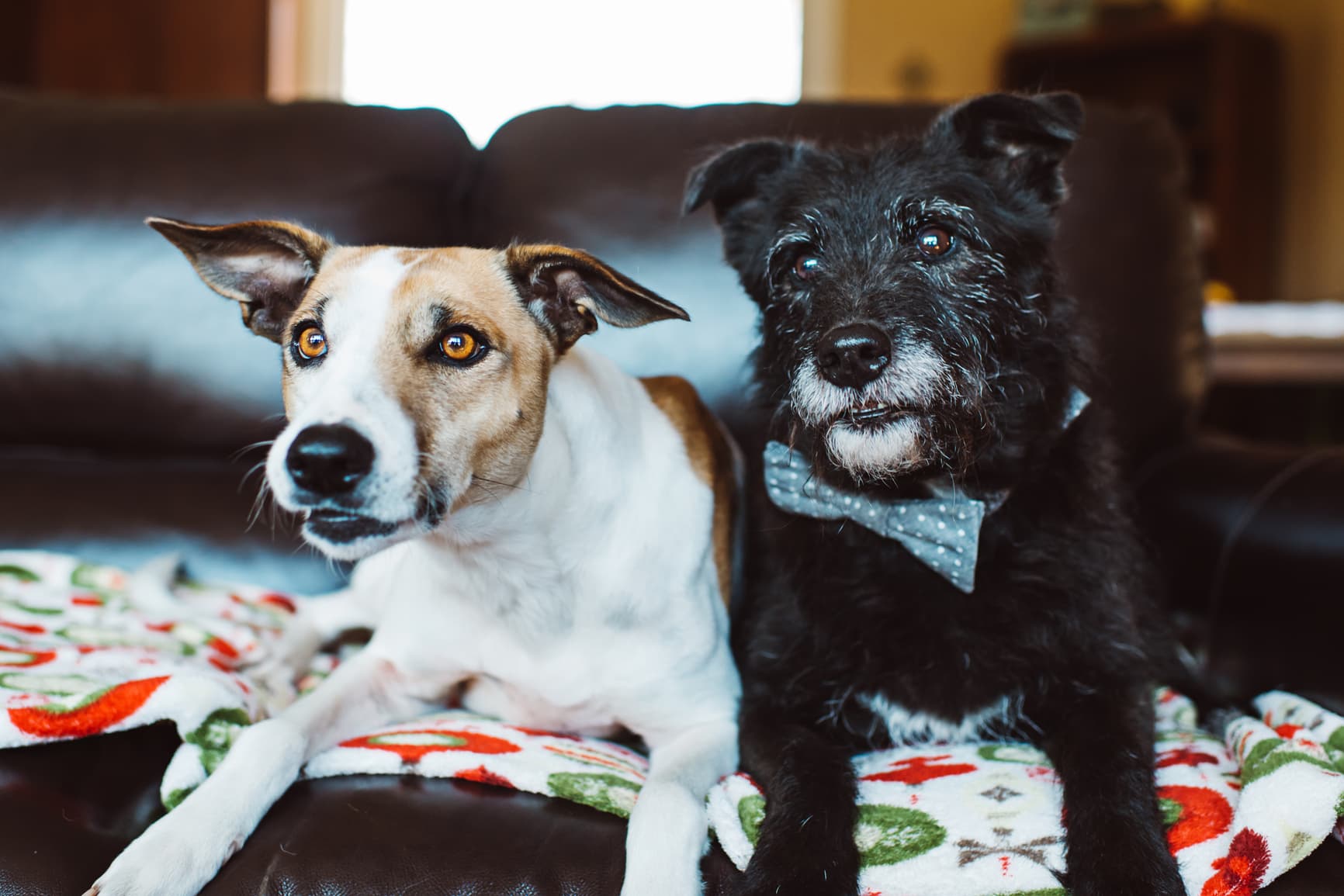 What Do Dogs Like to Watch on TV? This Scientist Tried to Find Out.
