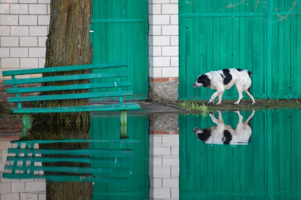 It’s Been a Summer of Flash Floods. Here’s How to Keep Your Dog Safe.