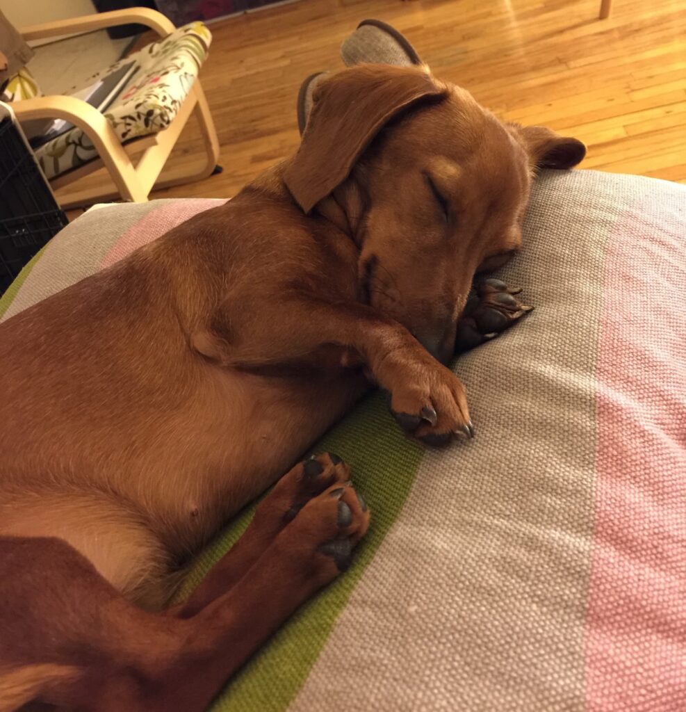 A dachshund puppy sleeping on a pillow.