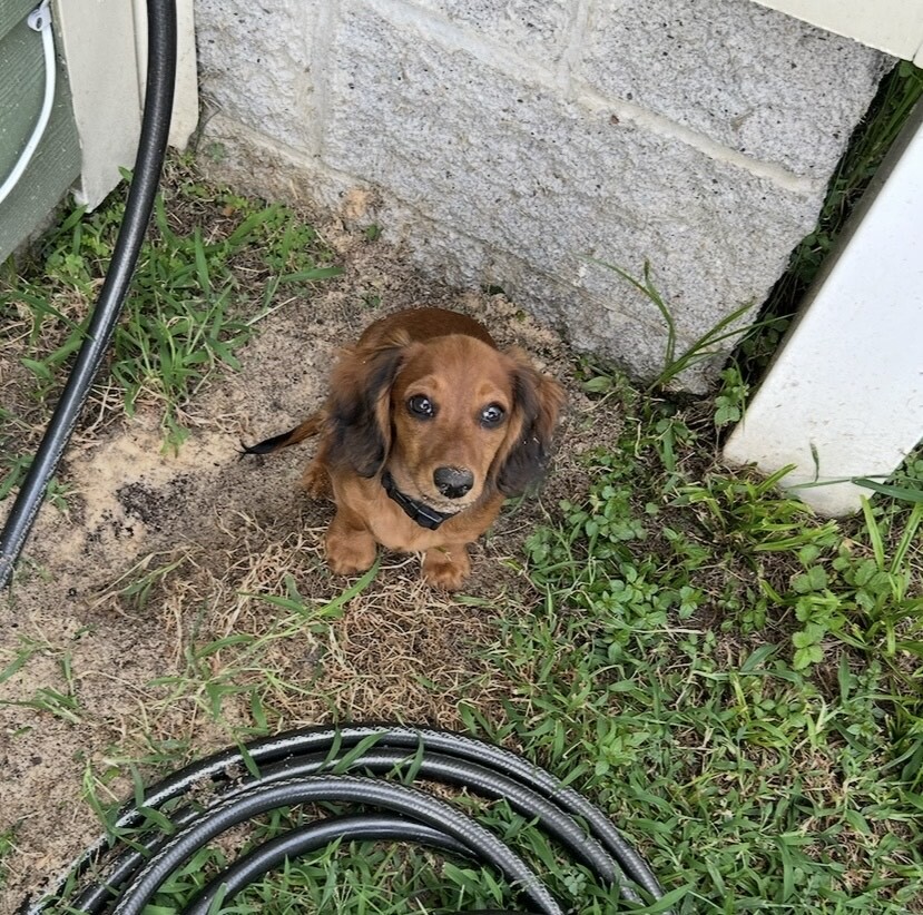 A dachshund looking up with dirt on his nose.