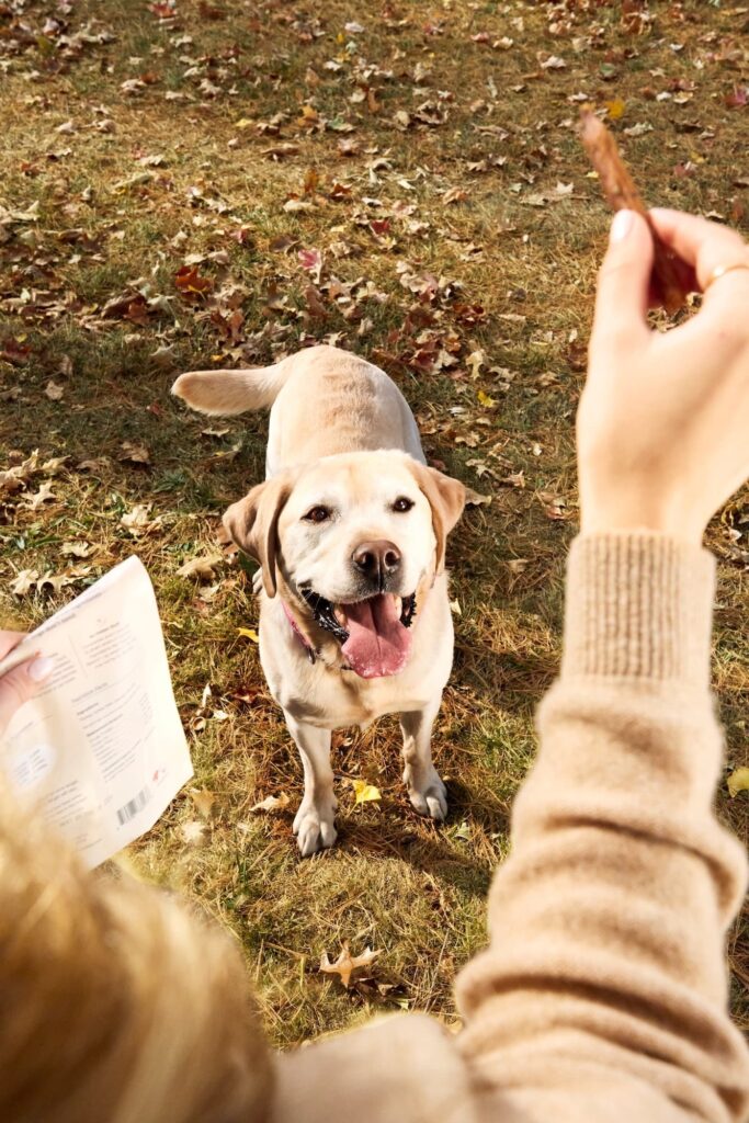 A dog in a park looking at a Snap Sticks treat from The Farmer's Dog.