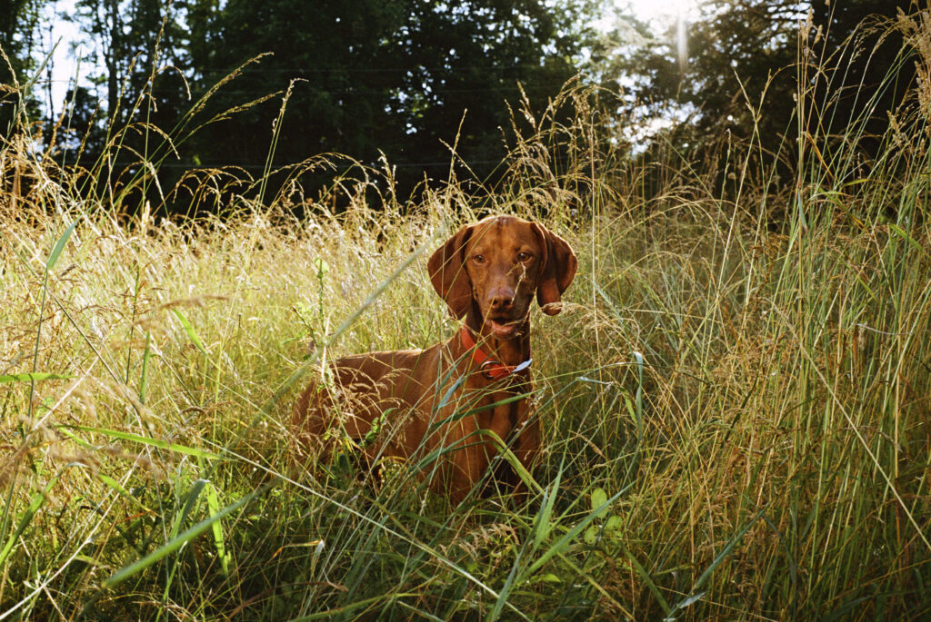 This Is Where the Phrase “Dog Days of Summer” Came From