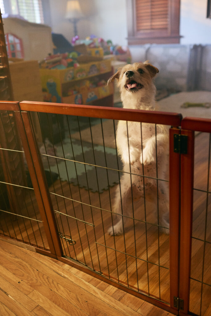 dog jumps up at gate