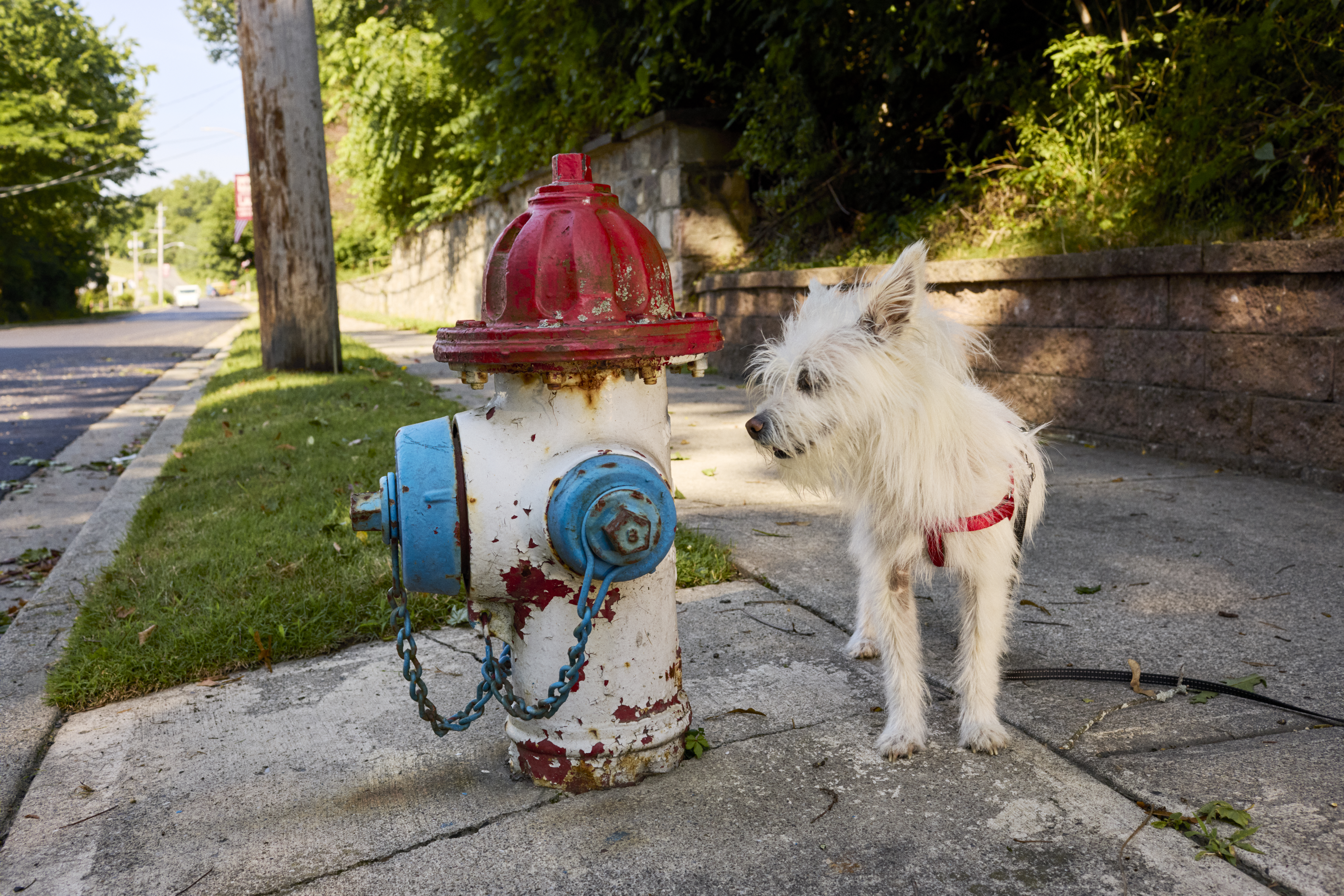 Found a Lost or Stray Dog? Here’s What to Do.