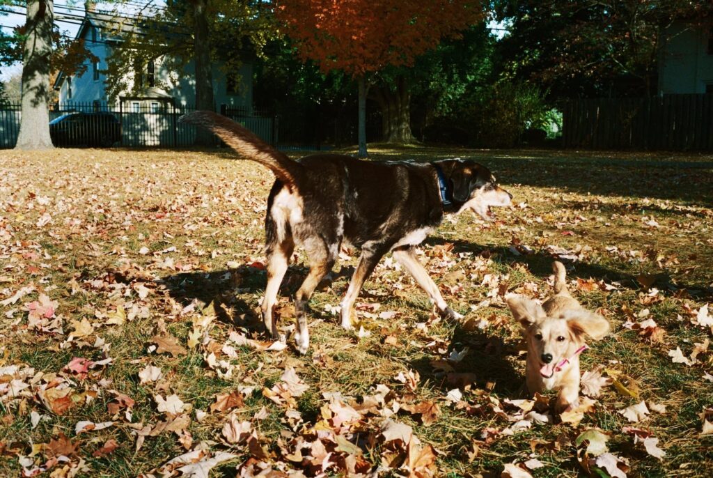 A large black dog and a small dachshund play outside in the leaves.