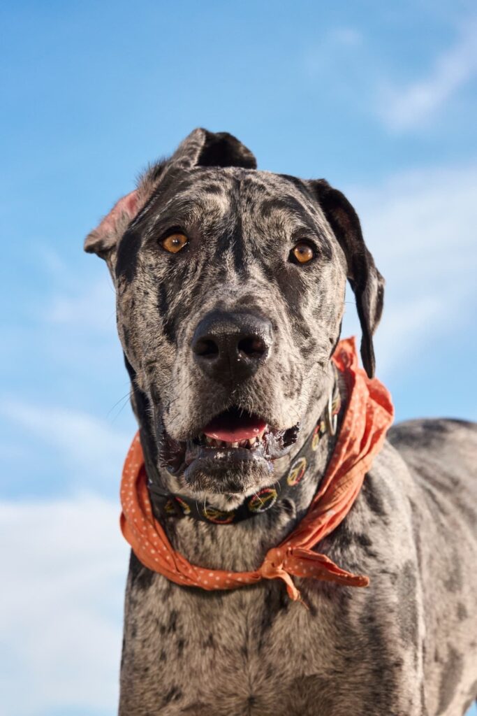 A black and white dog with an orange bandana and a flopped ear looking at the camera.