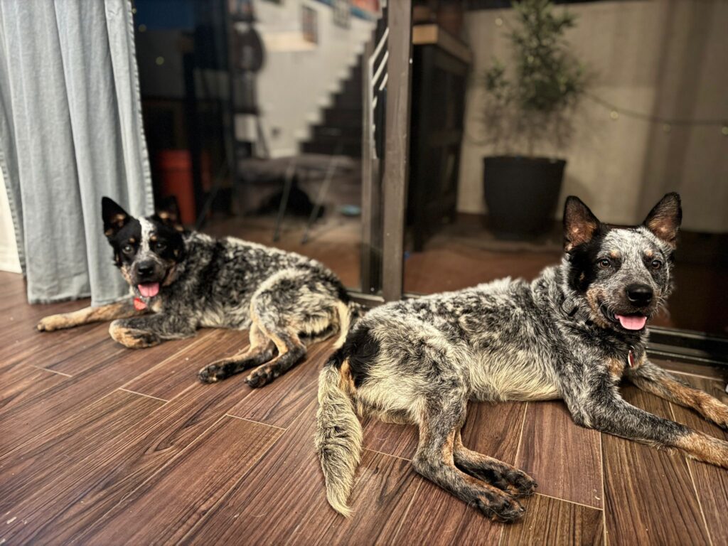 Chip and Dale, an adoptable bonded pair from Ace of Hearts Rescue in Los Angeles.