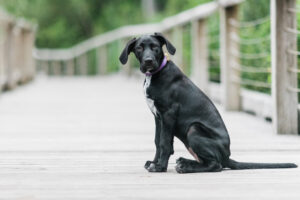 What Is Happy Tail Syndrome?