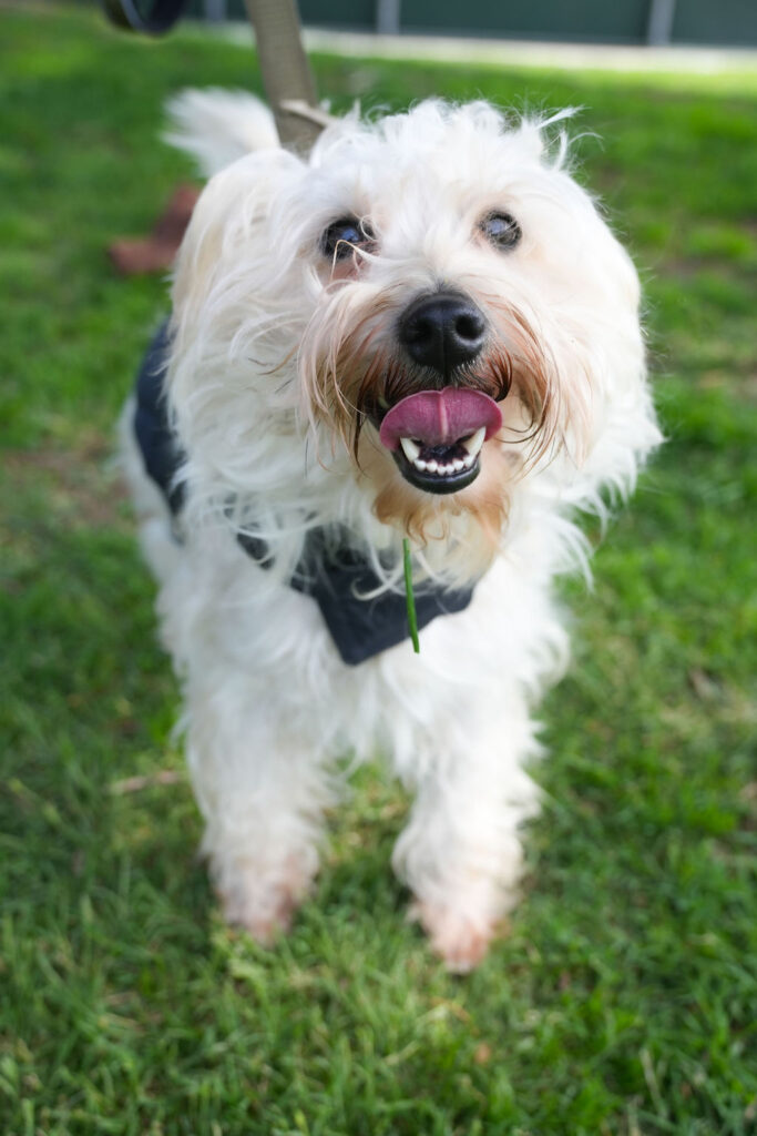 Peter, an adoptable dog from Ace of Hearts Rescue in Los Angeles.