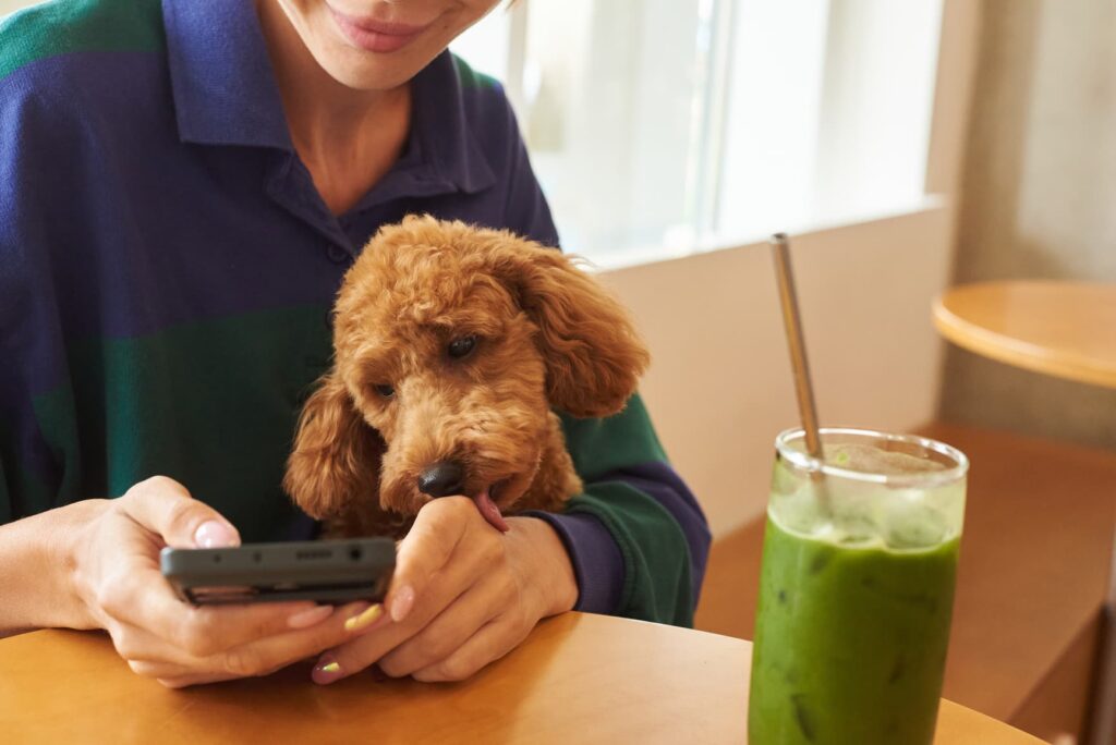A small dog licking a person looking at a phone.