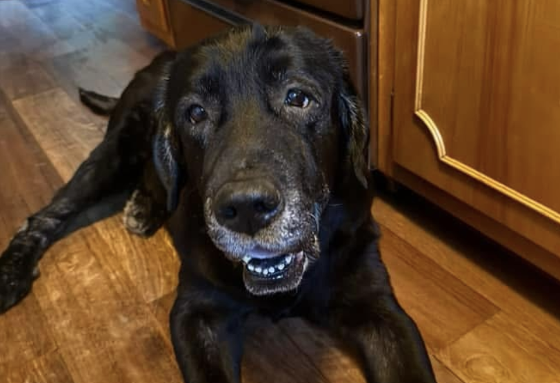 Black dog lies on wooden floors. 