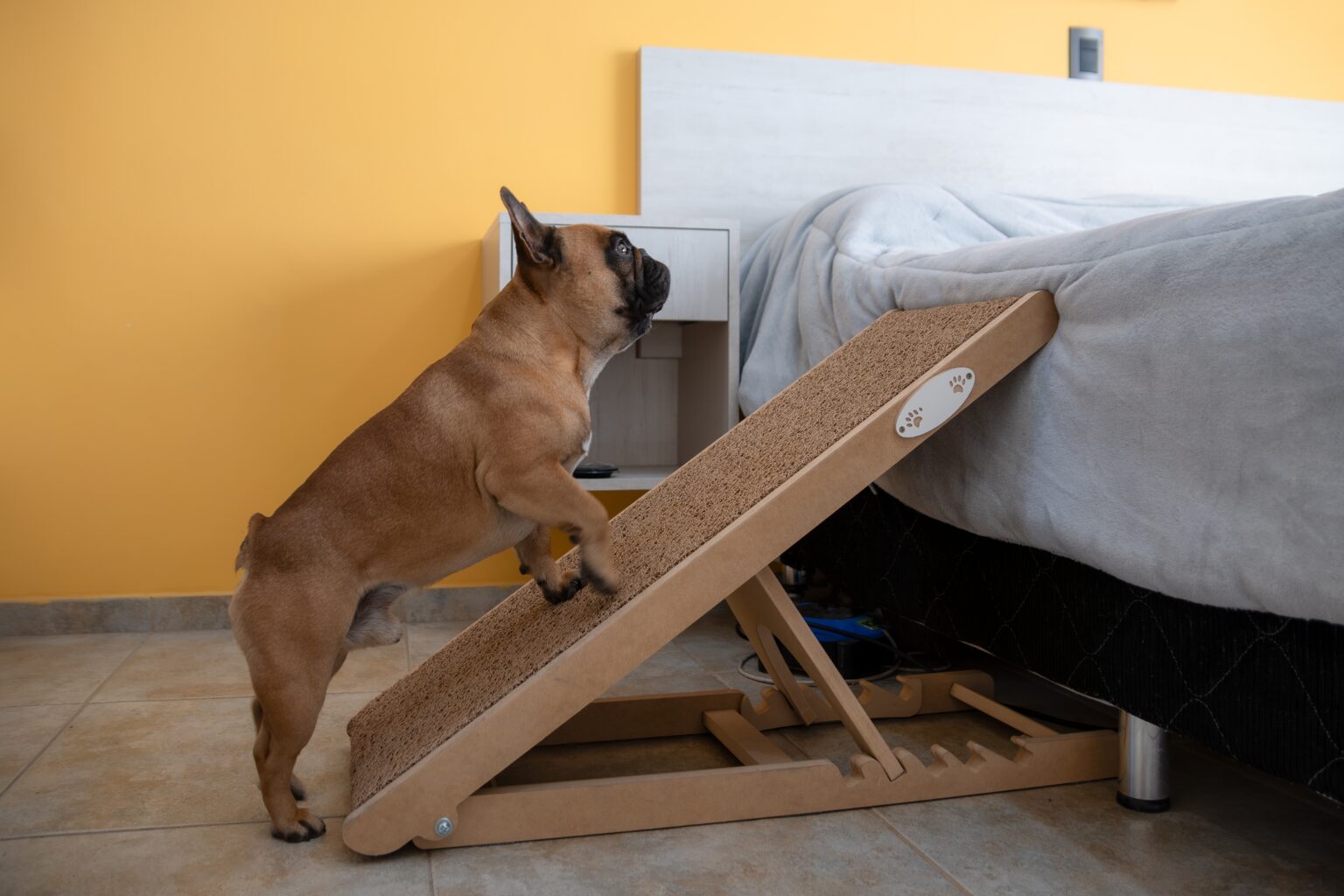 Dog Ramp Cartoon How to Teach Your Dog to Use a Ramp - The Farmer’s Dog - Digest